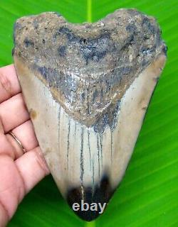 Huge Megalodon Shark Tooth 4.59 Inches Polished Real Fossil Not Replica