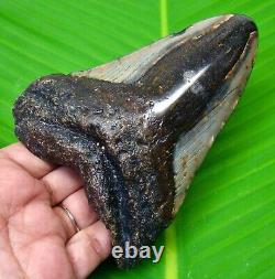 Huge Megalodon Shark Tooth 4.82 Inches Shark Teeth Fossil Polished Blade