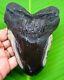 Huge Megalodon Shark Tooth 4.85 Shark Teeth Real Fossil Megladone