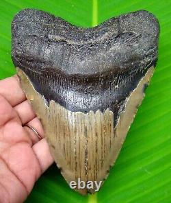 Huge Megalodon Shark Tooth 5.10- Shark Teeth Real Fossil Megladone