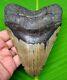 Huge Megalodon Shark Tooth 5.10- Shark Teeth Real Fossil Megladone