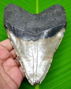 Huge Megalodon Shark Tooth 5.10- Shark Teeth Real Fossil Megladone