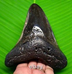 Huge Megalodon Shark Tooth 5.10 Stunning Polished Blade Not Replica
