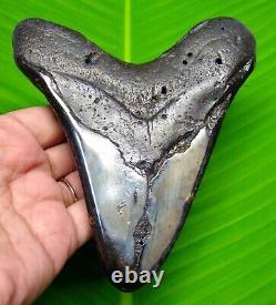 Huge Megalodon Shark Tooth 5.10 Stunning Polished Blade Not Replica