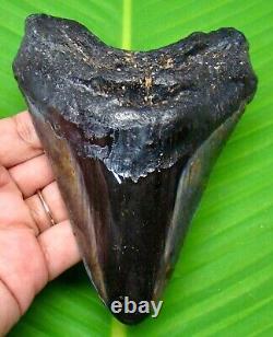 Huge Megalodon Shark Tooth Real Fossil 5.10 Shark Teeth Megladone