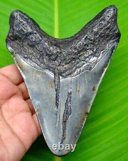 Huge Megalodon Shark Tooth Real Fossil 5.10 Shark Teeth Megladone