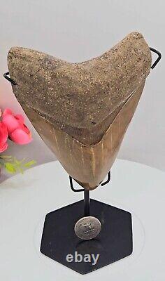 Huge Megalodon Tooth