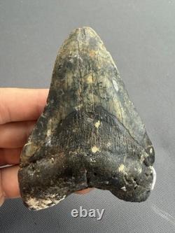 Huge Megalodon Tooth 4.56 All Natural No Repair Or Restoration
