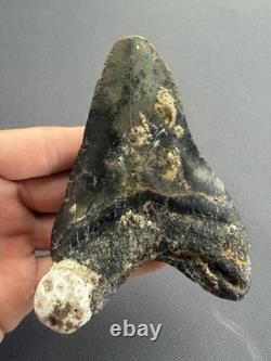 Huge Megalodon Tooth 4.56 All Natural No Repair Or Restoration