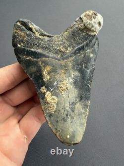 Huge Megalodon Tooth 4.56 All Natural No Repair Or Restoration