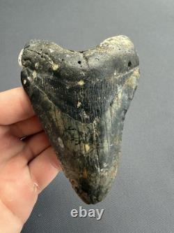 Huge Megalodon Tooth 4.56 All Natural No Repair Or Restoration