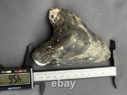 Huge Megalodon Tooth 4.56 All Natural No Repair Or Restoration