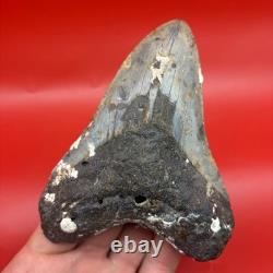 Huge Megalodon Tooth 4.92 Authentic Shark Tooth Fossil North Carolina