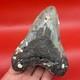 Huge Megalodon Tooth 4.92 Authentic Shark Tooth Fossil North Carolina