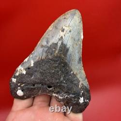Huge Megalodon Tooth 4.92 Authentic Shark Tooth Fossil North Carolina