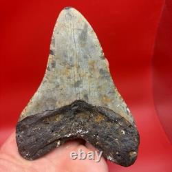 Huge Megalodon Tooth 4.92 Authentic Shark Tooth Fossil North Carolina