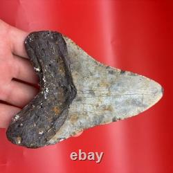Huge Megalodon Tooth 4.92 Authentic Shark Tooth Fossil North Carolina