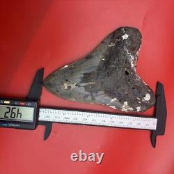 Huge Megalodon Tooth 4.92 Authentic Shark Tooth Fossil North Carolina