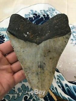 Huge Megalodon Tooth. Fossil Shark Teeth