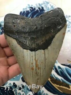 Huge Megalodon Tooth. Fossil Shark Teeth