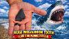 Huge Megalodon Tooth Found On Florida Beach