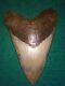 Huge Natural 5.49 Megalodon Shark Tooth Fossil Diamond Polished No Repairs