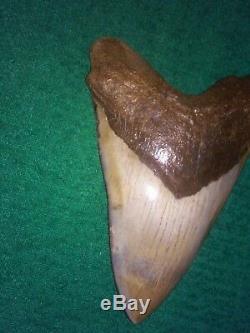 Huge Natural 5.49 Megalodon Shark Tooth Fossil Diamond Polished No Repairs