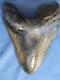 Huge Nearly 6 Inch Megalodon Shark Tooth Fossil