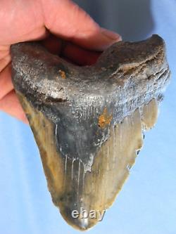 Huge Nearly 6 Inch Megalodon Shark Tooth Fossil