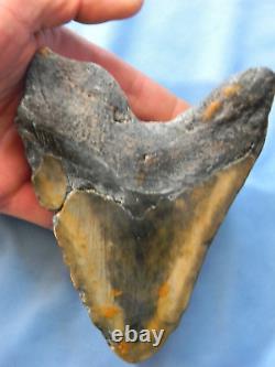 Huge Nearly 6 Inch Megalodon Shark Tooth Fossil