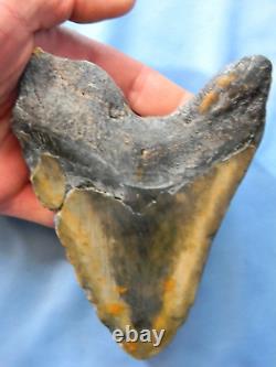 Huge Nearly 6 Inch Megalodon Shark Tooth Fossil