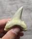 Huge Rare Auriculatus Sololovi Megalodon Ancestor Shark Tooth Fossil Morocco