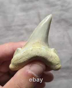 Huge Rare Auriculatus Sololovi Megalodon Ancestor Shark Tooth Fossil Morocco