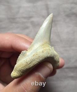 Huge Rare Auriculatus Sololovi Megalodon Ancestor Shark Tooth Fossil Morocco