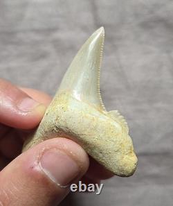 Huge Rare Auriculatus Sololovi Megalodon Ancestor Shark Tooth Fossil Morocco