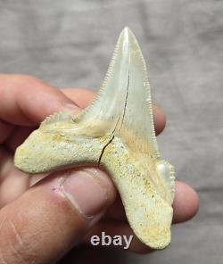 Huge Rare Auriculatus Sololovi Megalodon Ancestor Shark Tooth Fossil Morocco