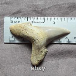 Huge Rare Auriculatus Sololovi Megalodon Ancestor Shark Tooth Fossil Morocco