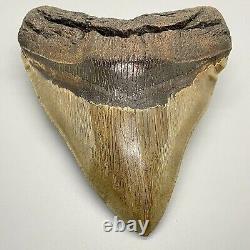 Huge Sharply Serrated 6.04 Fossil MEGALODON Tooth Minor Restoration USA