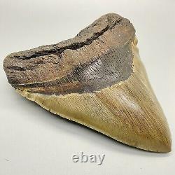 Huge Sharply Serrated 6.04 Fossil MEGALODON Tooth Minor Restoration USA