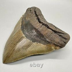 Huge Sharply Serrated 6.04 Fossil MEGALODON Tooth Minor Restoration USA