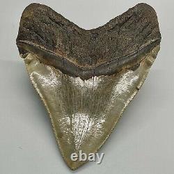 Huge Sharply Serrated 6.04 Fossil MEGALODON Tooth Minor Restoration USA