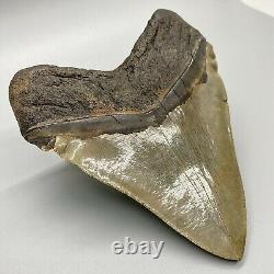 Huge Sharply Serrated 6.04 Fossil MEGALODON Tooth Minor Restoration USA