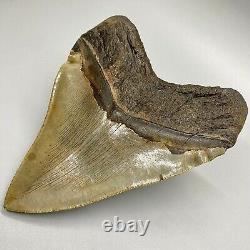 Huge Sharply Serrated 6.04 Fossil MEGALODON Tooth Minor Restoration USA