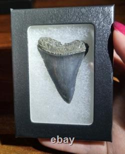 Huge Top Quality Rare Prehistoric Great White Shark Tooth Fossil Not Megalodon