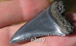 Huge Top Quality Rare Prehistoric Great White Shark Tooth Fossil Not Megalodon