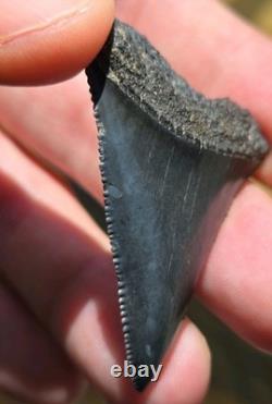 Huge Top Quality Rare Prehistoric Great White Shark Tooth Fossil Not Megalodon