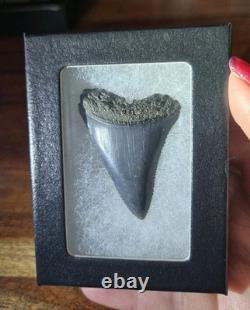 Huge Top Quality Rare Prehistoric Great White Shark Tooth Fossil Not Megalodon