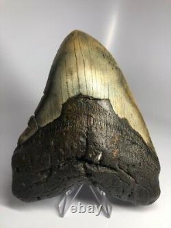 Huge Wide 6.02 Megalodon Fossil Shark Tooth Real Massive 1553