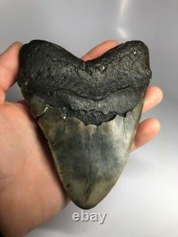 Huge Wide 6.02 Megalodon Fossil Shark Tooth Real Massive 1553