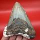 Huge (almost 5 In) Real Megalodon Tooth Authentic Shark Tooth Fossil 4.94